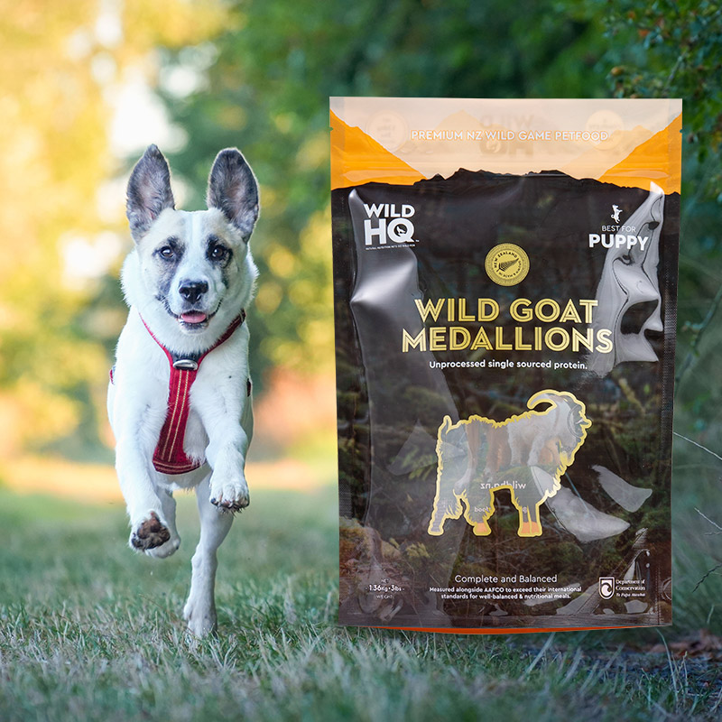 রঙিন ইকো-ফ্রেন্ডলি ডিজিটাল প্রিন্টিং-লো পাউচ কফি ব্যাগ